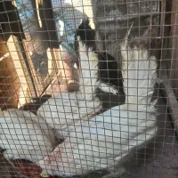 ۵ عدد مرغ خروس|حیوانات مزرعه|دشتابی, |دیوار