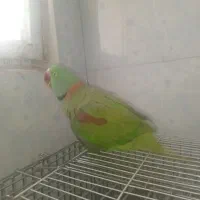 شاه طوطی نر بالغ