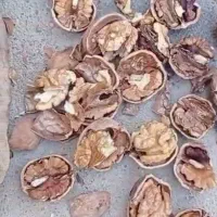 فروش گردوی تازه همدان|خوردنی و آشامیدنی|تربت جام, شهرک معلم|دیوار