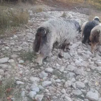 قوچ|حیوانات مزرعه|بوانات, |دیوار