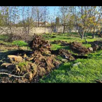 فروش ریشه انواع درختای میوه