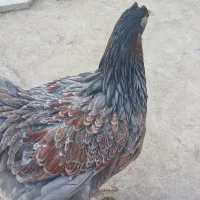 مرغ وخروس ویاندوت اصل