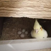 عروس هلندی با تخم|پرنده|شهرضا, |دیوار