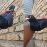 کلاغ