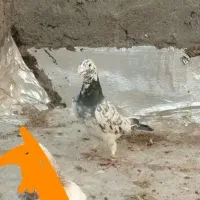 کبوترسار
