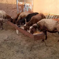 ۶ راس میش داشتی و ۴ راس بره ریز قلم پشم شیر|حیوانات مزرعه|نیشابور, شهرک فرهنگیان|دیوار