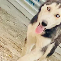 هاسکی نر|سگ|زاهدان, |دیوار