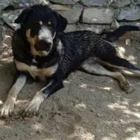 سگ گم شده|حیوانات|سنندج, |دیوار