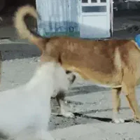 سگ سرابی