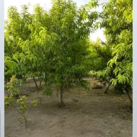 باغ شهری روستای جونجان مرودشت