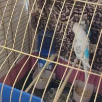 مرغ عشق جفت