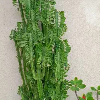 کاکتوس افوربیا