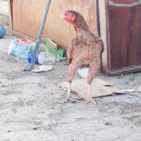 ماده مرغ اصیل و زیبا|حیوانات مزرعه|ایرانشهر, |دیوار