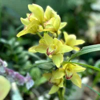 ارکیده سیمبیدیوم