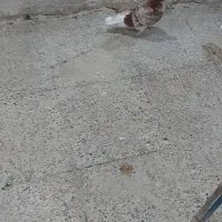 پرنده کبوتر|پرنده|تهران, دولاب|دیوار
