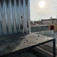 سیاه پشت|پرنده|نجفآباد, شیخ آباد|دیوار