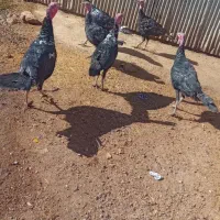 بوقلمون|حیوانات مزرعه|موچش, |دیوار