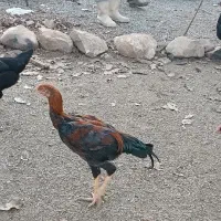 حدود ۸۰مرغ ۵خروس|حیوانات مزرعه|سقز, |دیوار