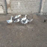 غاز|حیوانات مزرعه|اهواز, کوی فرهنگیان ۲|دیوار