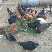 تعدادی مرغ نژاد خوب وغازسنگین وزن