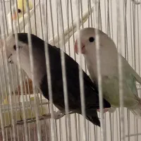 عروس هلندی کوتوله|پرنده|سبزوار, کهنه آب|دیوار