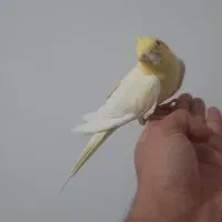 عروس هلندی لوتینو زعفرونی|پرنده|شیراز, فضلآباد|دیوار