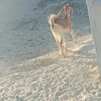 فروش بز نسل دار