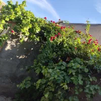 فروش-یا-رهن-کامل