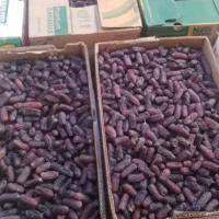 خرمایی پیارم به قیمت عمده فقط 295|عمده‌فروشی|لنگرود, |دیوار