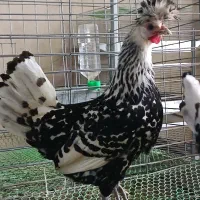 مولد بالغ تخمگذار ماکیان زینتی وارداتی کارافرینن