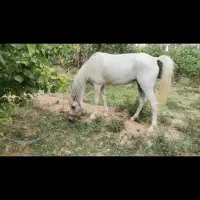 اسب سفید|اسب و تجهیزات اسبسواری|ابرکوه, |دیوار