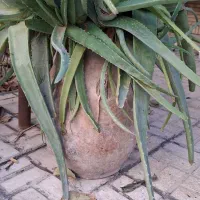 خمره ی قدیمی ۳عدد|کلکسیون اشیاء عتیقه|اصفهان, جلفا|دیوار