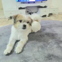 سگ شیتزو تریر|سگ|بم, |دیوار