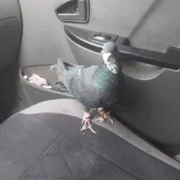 زیر خر سفید|پرنده|شیراز, کوشک میدان|دیوار