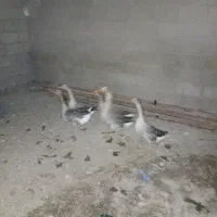 شادگان|حیوانات مزرعه|شادگان, |دیوار