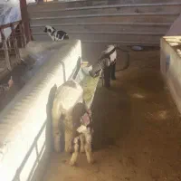 میش داشتی|حیوانات مزرعه|یاسوج, |دیوار