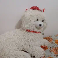 عروسک گربه بزرگ فقط 250 تومن|اسباب‌‌بازی|تربت جام, شهرک معلم|دیوار