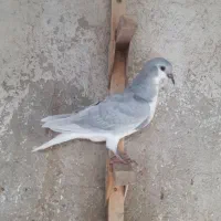 کبوتر شهری الماسی|پرنده|شیراز, ترمینال باربری|دیوار