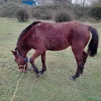 مادیان کره شکم پر|حیوانات مزرعه|لشت نشا, |دیوار