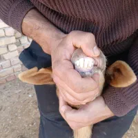 میش زاییده|حیوانات مزرعه|تربت جام, جامرود|دیوار