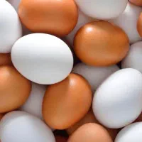 فروش تخم مرغ ارزان