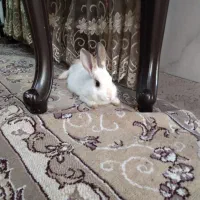 خرگوش سفید