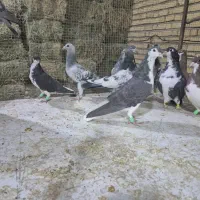 کفتر|پرنده|شیراز, شهرک گلها|دیوار