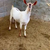 نر بزرگ و جفت