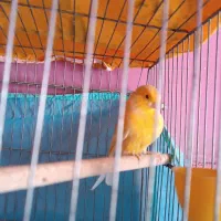 قناری چشم شرابی مست|پرنده|یاسوج, |دیوار