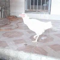 مرغ خروس لاری|حیوانات مزرعه|گمیشان, |دیوار