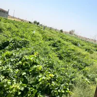 فروش-مقدار-6هکتارزمین-کشاورزی