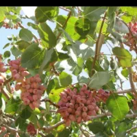 فروش باغ پسته