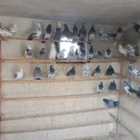 کفتر پرشی|پرنده|شهر ری, جوانمرد قصاب|دیوار