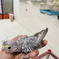 جوجه عروس هلندی|پرنده|میناب, |دیوار